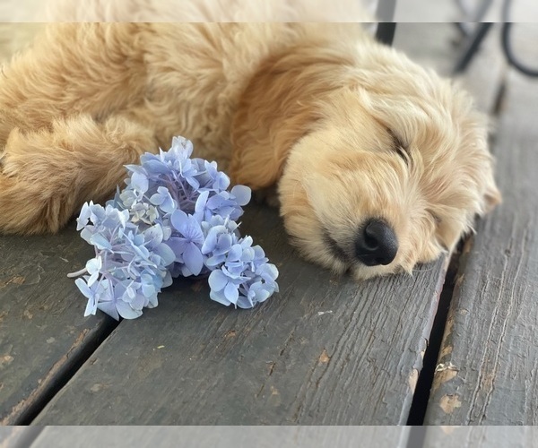 Medium Photo #9 Goldendoodle Puppy For Sale in WESTMINSTER, SC, USA