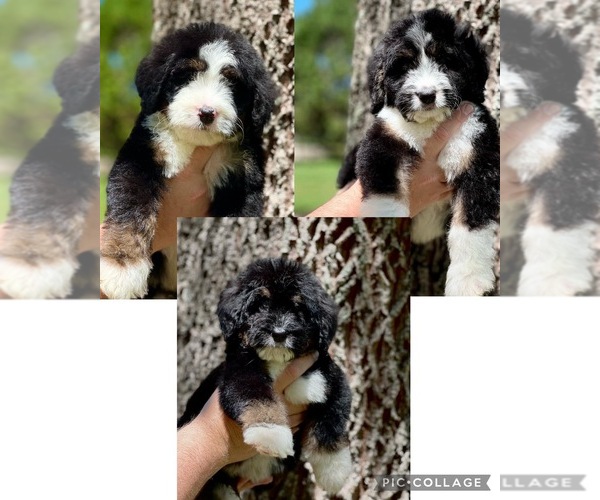 Medium Photo #1 Bernedoodle Puppy For Sale in SOCIAL CIRCLE, GA, USA