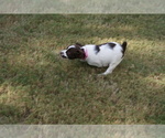 Small Photo #11 Brittany Puppy For Sale in HAMILTON, GA, USA