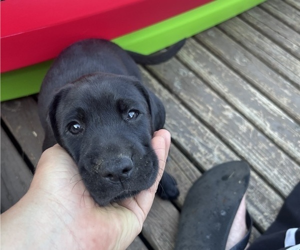 Medium Photo #11 German Shorthaired Lab Puppy For Sale in TACOMA, WA, USA