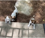 Small Photo #6 Jack Russell Terrier Puppy For Sale in DAWSONVILLE, GA, USA