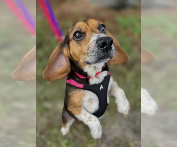 Medium Photo #5 Beagle Puppy For Sale in Dunnellon, FL, USA