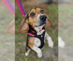 Small Photo #5 Beagle Puppy For Sale in Dunnellon, FL, USA