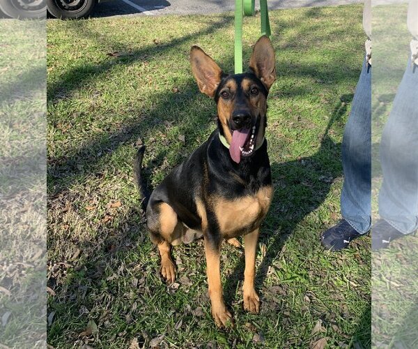 Medium Photo #10 Doberman Pinscher-German Shepherd Dog Mix Puppy For Sale in Spring, TX, USA