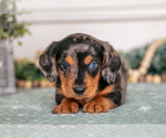 Small #1 Dachshund