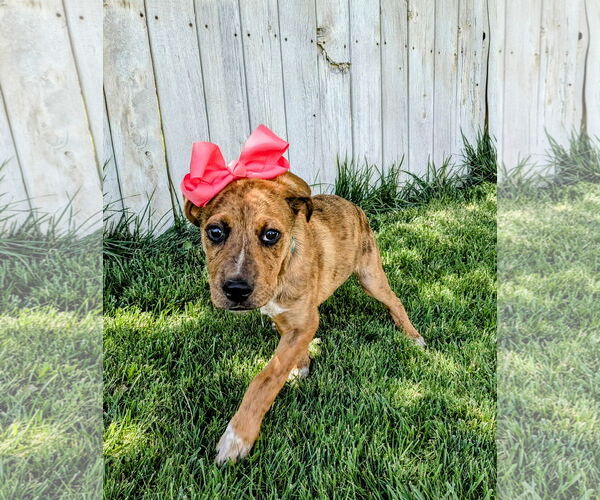 Medium Photo #15 Plott Hound-Unknown Mix Puppy For Sale in Sandy, UT, USA
