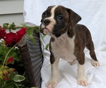 Puppy Tessa Boxer