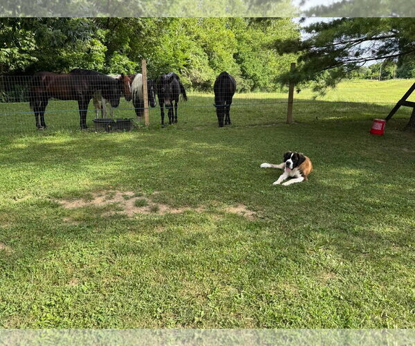 Medium Photo #4 Saint Bernard-Unknown Mix Puppy For Sale in Germantown, OH, USA