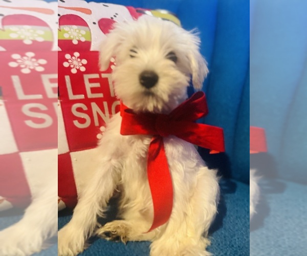 Medium Photo #1 Schnauzer (Miniature) Puppy For Sale in AUGUSTA, GA, USA