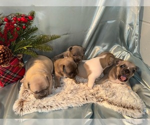 French Bulldog Litter for sale in MANSON, IA, USA