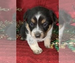 Small Photo #19 Cowboy Corgi Puppy For Sale in MENIFEE, CA, USA