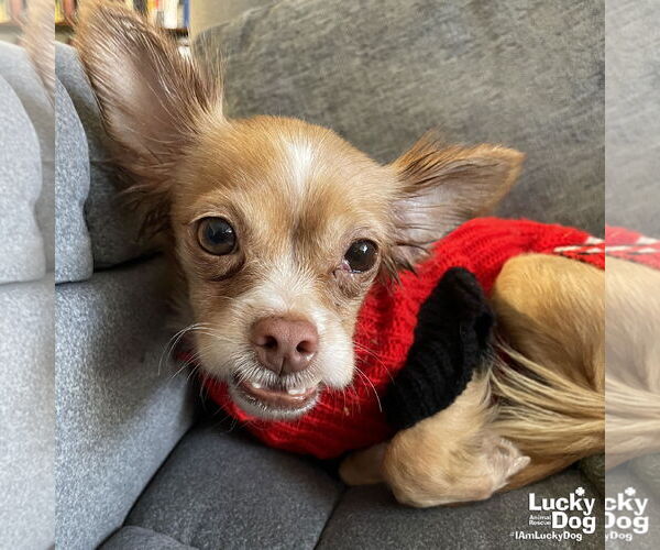 Medium Photo #9 Chihuahua-Unknown Mix Puppy For Sale in Washington, DC, USA