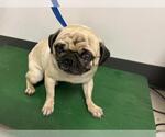Small Pug