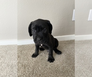 Cane Corso Puppy for sale in BOTHELL, WA, USA