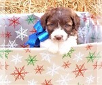 Small Photo #31 Bordoodle Puppy For Sale in OLATHE, CO, USA