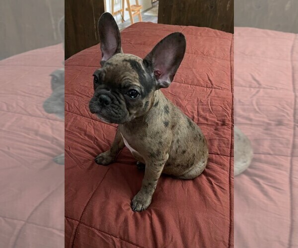 Medium Photo #4 French Bulldog Puppy For Sale in TUCSON, AZ, USA