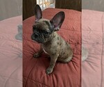 Small Photo #4 French Bulldog Puppy For Sale in TUCSON, AZ, USA