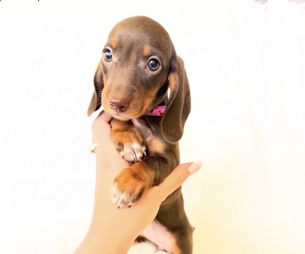 Medium Photo #1 Dachshund Puppy For Sale in DAVIS, CA, USA