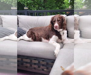 Brittany Dogs for adoption in Curwensville, PA, USA