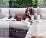 Small Brittany