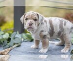 Small #1 Beabull