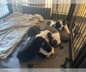 Boston Terrier Puppy for sale in VACAVILLE, CA, USA