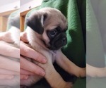 Small Photo #6 Pug Puppy For Sale in HILLSDALE, MI, USA