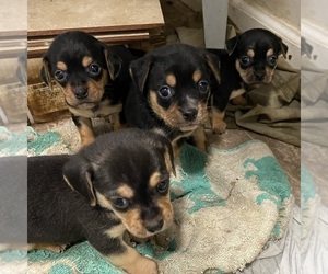 Mutt Dogs for adoption in DOUGLAS, GA, USA