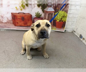 Mutt Dogs for adoption in San Bernardino, CA, USA