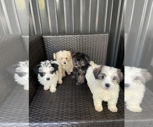 Morkie Puppy for sale in HOLLYWOOD, FL, USA