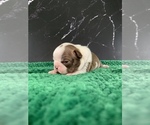 Small #16 Boston Terrier
