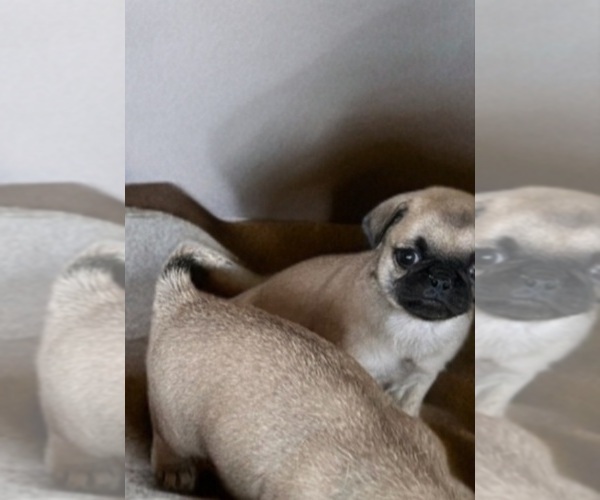 Medium Photo #1 Pug Puppy For Sale in BRIDGETOWN, OH, USA