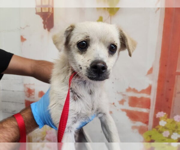 Medium Photo #1 Chihuahua Puppy For Sale in San Bernardino, CA, USA