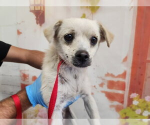 Chihuahua Dogs for adoption in San Bernardino, CA, USA