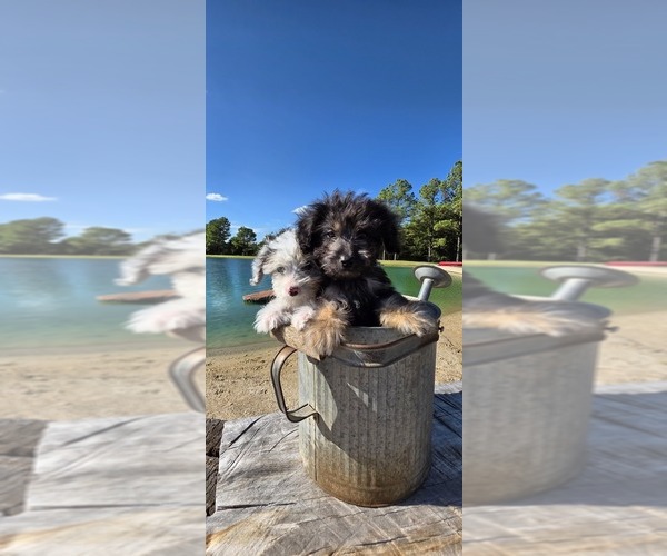 Medium Photo #6 Aussiedoodle Toy Puppy For Sale in JONES, OK, USA