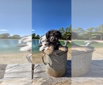 Pup Pup - Male Aussiedoodle Toy Puppy for Sale - Photo #6