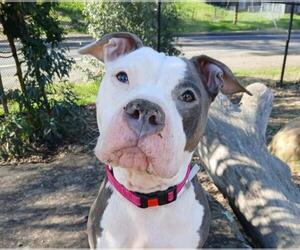 Mutt Dogs for adoption in Martinez, CA, USA