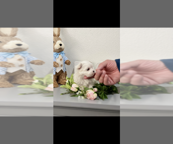Medium Photo #4 Maltese Puppy For Sale in NILES, MI, USA