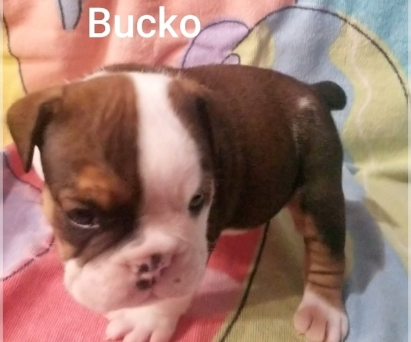 Medium Photo #7 English Bulldog Puppy For Sale in COLUMBUS, OH, USA
