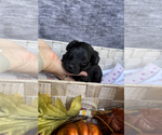 Small Photo #6 YorkiePoo Puppy For Sale in FENTON, MI, USA
