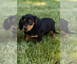 Dachshund Puppy for sale in MILFORD, IN, USA