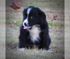 Miniature Australian Shepherd Puppy for sale in SMITHVILLE, AR, USA