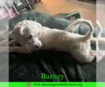 Small Bichon Frise Mix