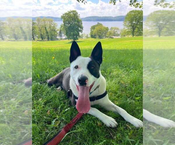 Medium Photo #3 Mutt Puppy For Sale in Elmsford, NY, USA