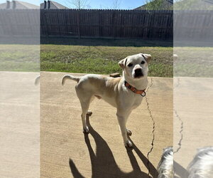 Mutt Dogs for adoption in Boston, MA, USA