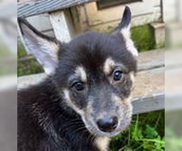 Medium Photo #2 Siberian Husky-Unknown Mix Puppy For Sale in Fremont, CA, USA