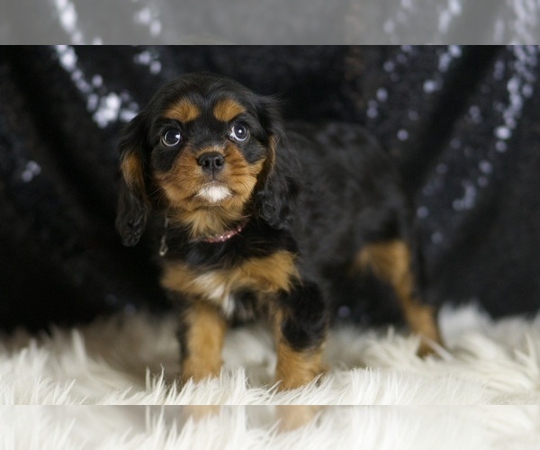 Medium Photo #3 Cavalier King Charles Spaniel Puppy For Sale in WARSAW, IN, USA