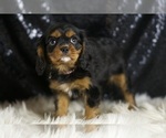 Small #2 Cavalier King Charles Spaniel