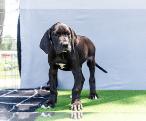 Medium Great Dane