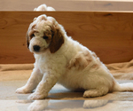 Small Photo #2 Miniature Bernedoodle Puppy For Sale in URBANA, IL, USA